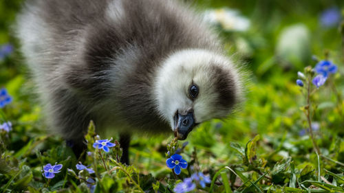 Close-up of gosling perching on grassy field