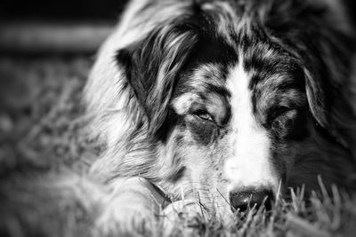 Close-up portrait of dog