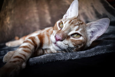 Close-up of a cat resting