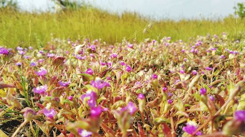 Close-up of purple flowering plants on land