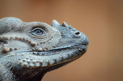 Close-up of lizard against colored background