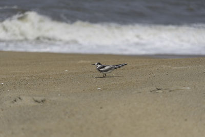 Close-up of bird on beach