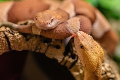 Close-up of a lizard