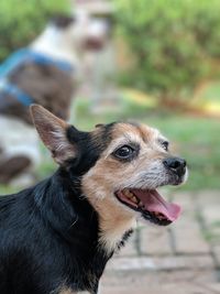 Close-up of dog looking away