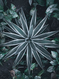 High angle view of flowering plant on field