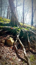 Plants growing on tree