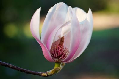 Close-up of pink flower