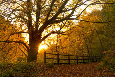 Trees on field