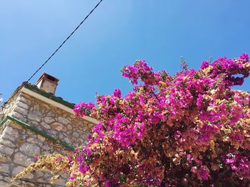 Low angle view of pink flowers