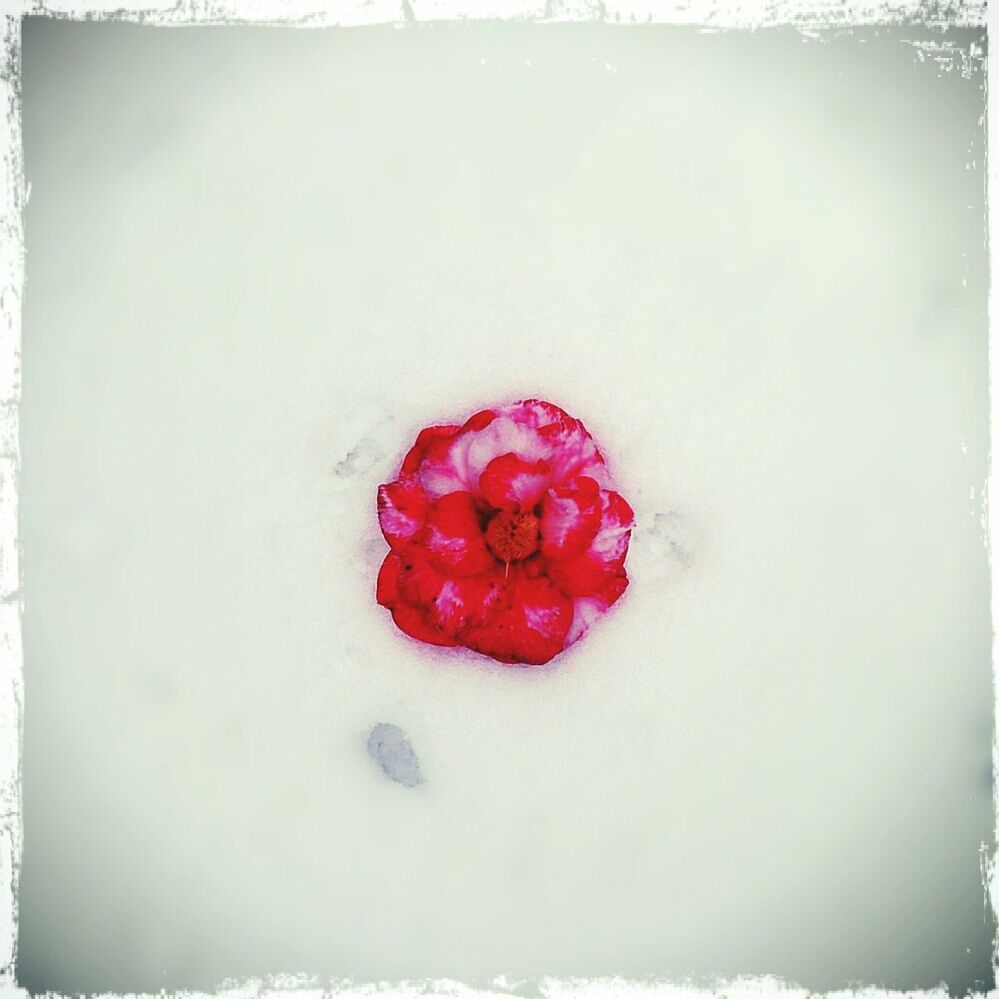 food and drink, red, food, fruit, cold temperature, freshness, strawberry, transfer print, healthy eating, snow, winter, frozen, berry fruit, indoors, close-up, auto post production filter, still life, berry, sweet food, ripe