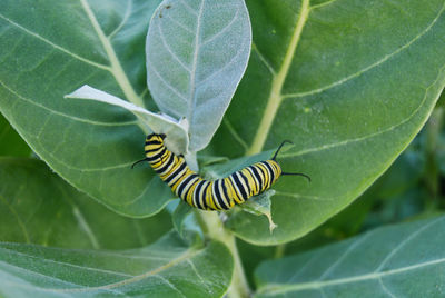 Close-up of a monarch butterfly caterpillar on a leaf