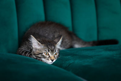 Close-up portrait of a cat