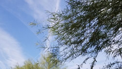 Low angle view of tree against sky