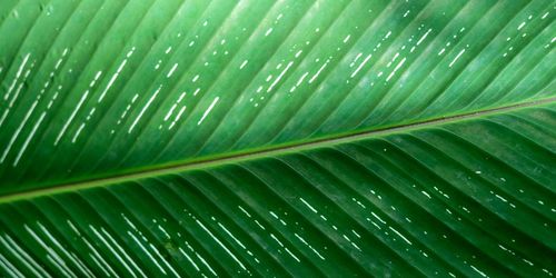 Full frame shot of palm leaves