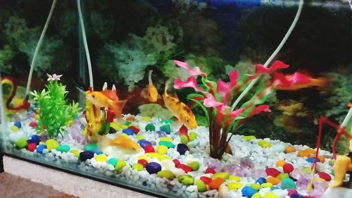 Close-up of multi colored flowers