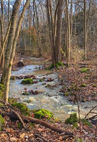 Trees in forest