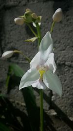 Close-up of white flower blooming outdoors