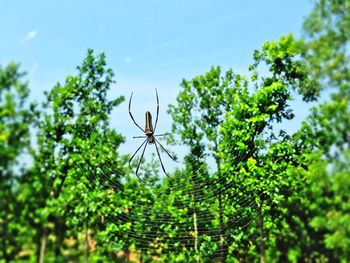 Low angle view of spider on web against sky