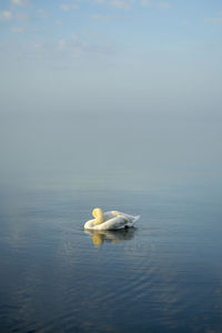 Swan preening while swimming in lake