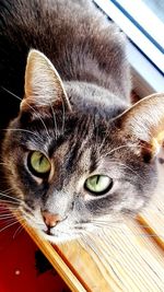 Close-up portrait of a cat