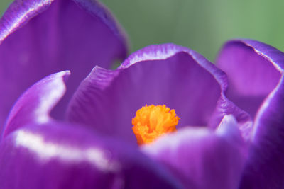 Close-up of purple flower