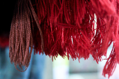 Close-up of red leaf