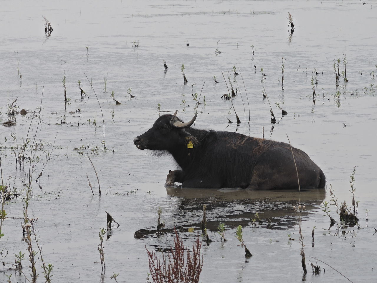 Waterbuffel