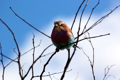 Close-up of bird perching on twig against sky