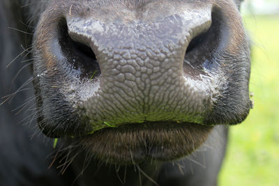 Cropped image of cow on field