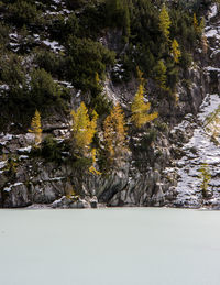 Trees growing on snow covered land