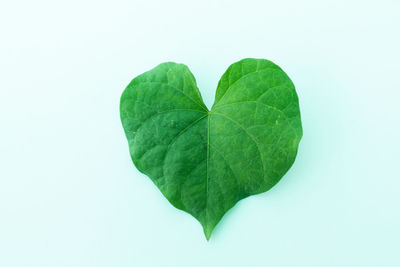 High angle view of leaves against white background