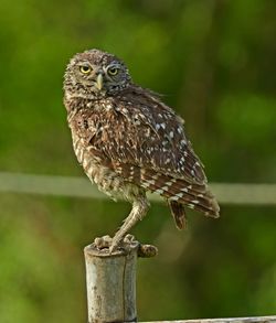 Close-up of owl perching on wooden post