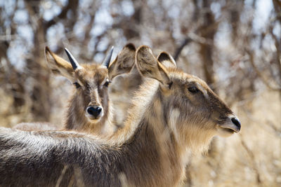 Deer in forest