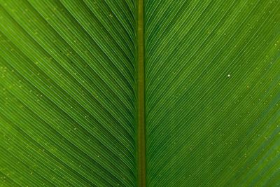 Full frame shot of palm leaf