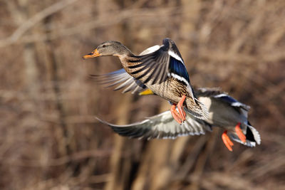 Close up of a bird