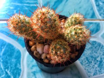 High angle view of succulent plant in pot