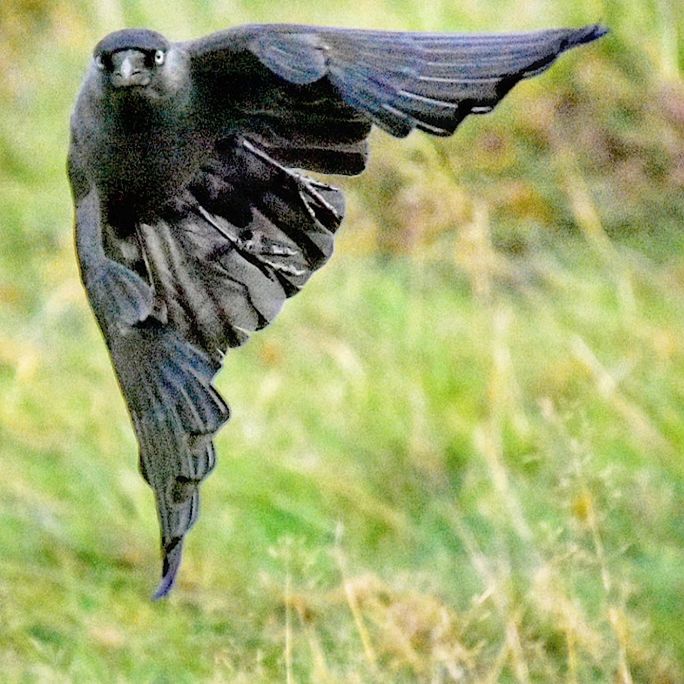 animal, animals in the wild, animal wildlife, animal themes, one animal, bird, vertebrate, focus on foreground, nature, no people, day, flying, close-up, spread wings, plant, mid-air, outdoors, land, field, animal wing