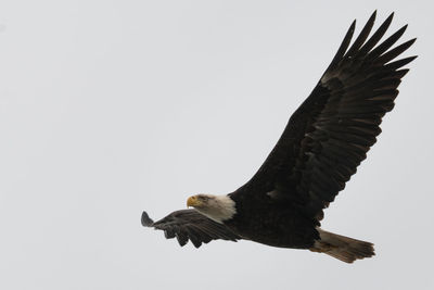 Low angle view of eagle flying against clear sky