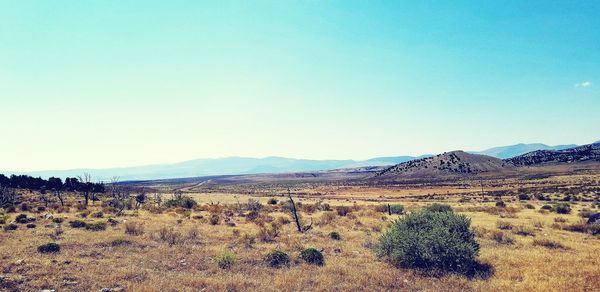 Scenic view of field against clear sky