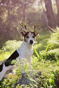 Portrait of dog on grass