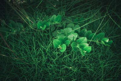 Close-up of plants growing on field