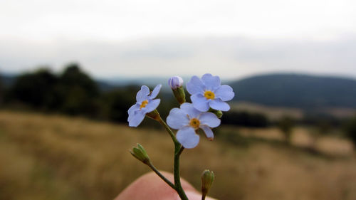 Close-up of flowers blooming outdoors