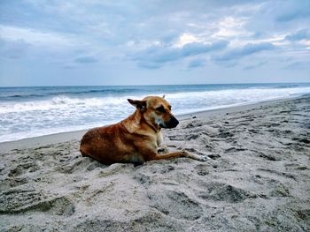 Dog sitting on beach against sky