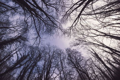 Low angle view of silhouette bare trees against sky