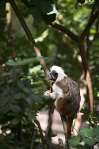 Monkey on tree