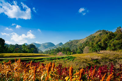 Scenic view of field against sky