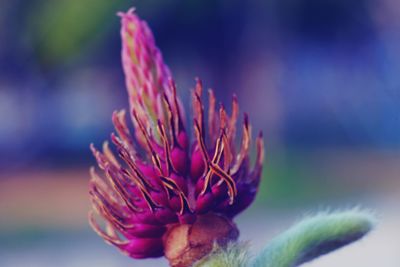 Close-up of pink flower