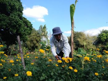 Farmer harvesting marigold on land against sky