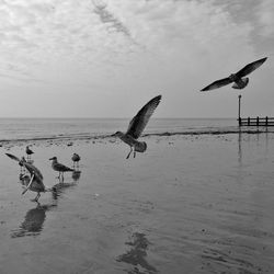 Seagull flying over sea