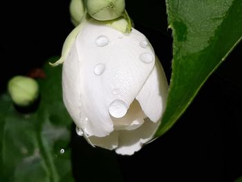 Close-up of raindrops on white rose